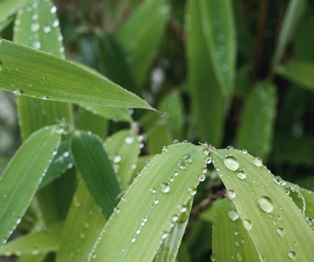 Création d'une photo pour le site Pluviomètres.com